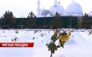 В Шымкенте перед снегопадом высадили цветы на клумбах 