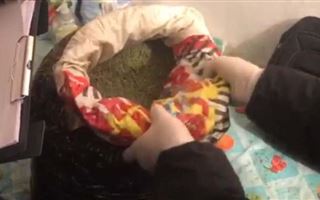 Житель Туркестанской области хранил дома мешок марихуаны