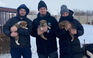 Хоккеисты Павлодара поздравили с Новым годом бездомных животных
