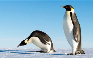 Императорские пингвины оказались под угрозой исчезновения