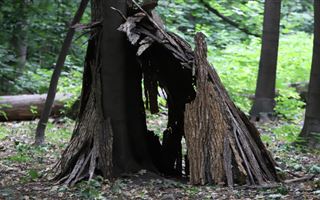В Павлодарской области незаконно вырубили деревья на миллионы тенге