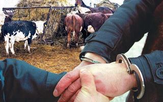 В Жамбылской области у мужчины украли скот на 110 млн тенге