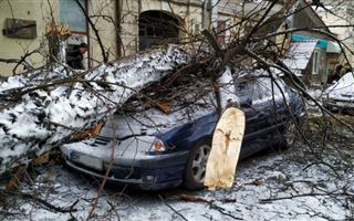 Алматинцев просят не оставлять машины под деревьями