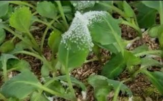 В Шымкенте и Туркестанской области в теплицах замерзает урожай