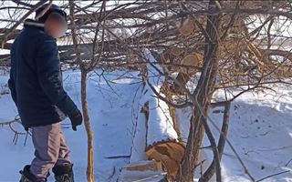 Лесополосу вырубил на дрова сельчанин в Жетысуской области