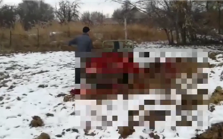Мужчину, устроившего скотомогильник рядом с дорогой к школе, оштрафовали в Алматинской области