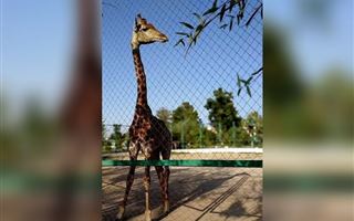 В Узбекистане в зоопарке скончался жираф, привезенный из Алматы