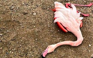 Блогер вспорол тушу фламинго в заповедной зоне