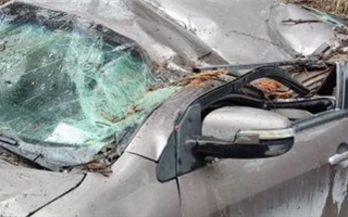 Упавшее дерево раздавило автомобиль в Алматы