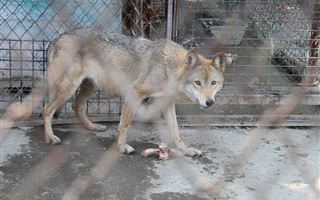 В Усть-Каменогорске в зоопарке волк укусил девочку за палец