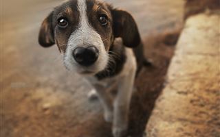 "Животных могут убить": новые правила содержания и выгула собак и кошек возмутили казахстанцев