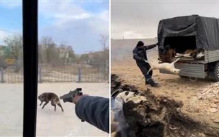 Отстрел собак попал на видео в Жанаозене
