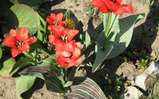 Тюльпаны из Красной книги зацвели недалеко от Шымкента