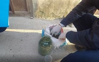 В Шымкенте полицейские у местного жителя нашли свыше полукилограмма марихуаны и гашиша