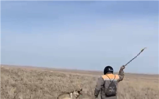 В полиции прокомментировали видео, на котором мужчина избивает волка цепью