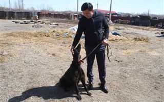 В Усть-Каменогорске продолжается строительство приюта для животных «Досым»