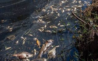 В Карагандинской области на озере Жартас произошел массовый замор рыбы