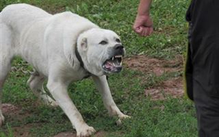 Бойцовская собака напала на мужчину в Талдыкоргане