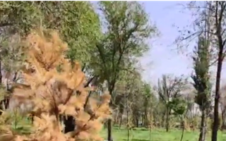 Жители Талдыкоргана жалуются, что деревья в городе сохнут, потому что их высаживают не в тот сезон