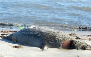 Мертвого тюленя обнаружили у берега в Актау