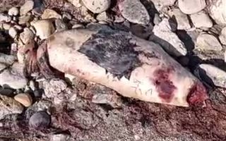 Еще одного мертвого тюленя нашли в Актау
