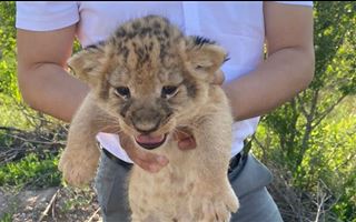 Пытались продать двух львят из зоопарка - трех мужчин арестовали в Караганде
