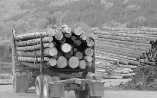 В Казахстане продлили запрет на вывоз лесоматериалов