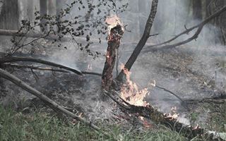 Рога сняли с оленей, погибших в пожаре в Абайской области