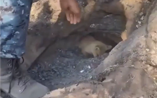 Выжившего лисёнка нашли в норе на территории Абайской области, которая ранее горела - видео