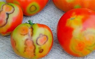 В казахстанских помидорах нашли вирус морщинистости 