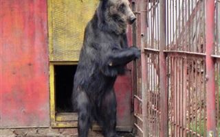 Медведь напал на сотрудника зоны отдыха в Северо-Казахстанской области 