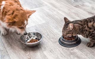 Какая еда категорически не подходит кошкам и собакам - ветеринарный врач
