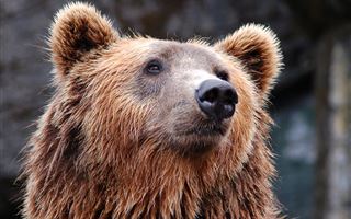 В Сети сообщили о массовом скоплении медведей в регионе России