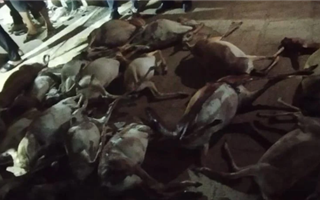 В Мангистауской области у браконьера обнаружили 17 туш краснокнижных джейранов
