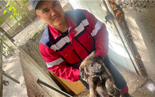 В Усть-Каменогорске спасатели вытащили щенка из-под бетонной плиты