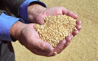 Новые ограничения на импорт пшеницы из РФ в Казахстан начнут действовать в октябре