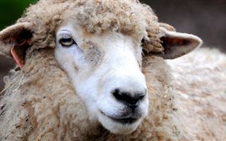 В Актюбинской области ввели карантин из-за оспы овец и коз