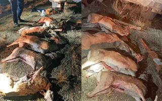 Полицейские Жамбылской области задержали браконьеров, застреливших краснокнижных джейранов
