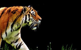 Братьев Запашных вызвали в Госдуму для объяснения видео с избиением тигров