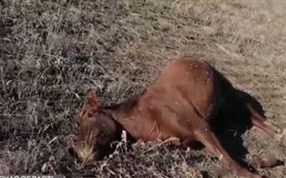 В Павлодарской области от неизвестной болезни погибли лошади