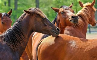 В Павлодарской области массово гибнут лошади 