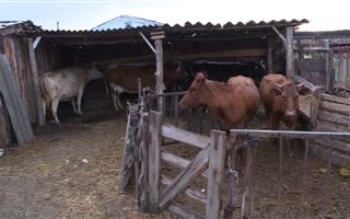 В Костанайской области в трех районах выявили бруцеллез