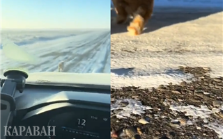 Казахстанцев растрогало спасение кота на трассе в 35-градусный мороз 