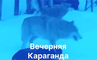 Волк покусал трех человек в Каркаралинске