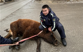 В Актобе полицейские устроили погоню за коровой 