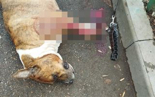В Алматы погибла собака, защищая хозяина