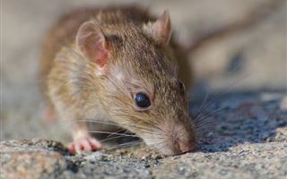 За медпомощью после укусов крыс обращаются жители ВКО