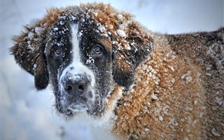 Как защитить здоровье собаки в холода