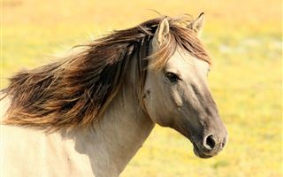 Падеж лошадей от неизвестной болезни в Карагандинской области прокомментировали в Минсельхозе