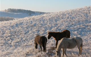 В Акмолинской области массово гибнут лошади